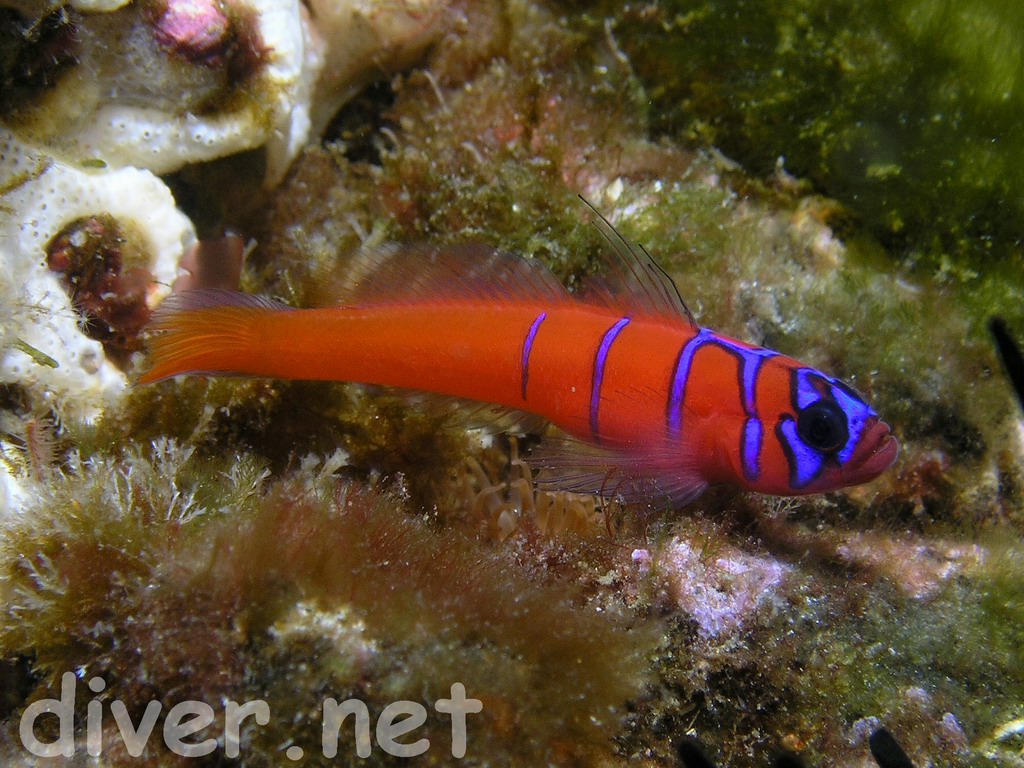 Lythrypnus dalli (Gilbert, 1890)